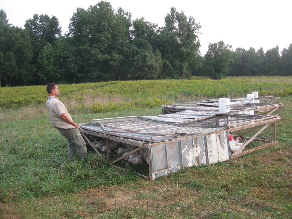 Chicken Tractor Picture